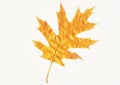 Oak leaf Royalty Free Stock Photo