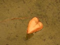 Isolated Golden Orange Rain Tree Pod Floating in Water, Koelreuteria paniculata, ripe seed pods close-up. Autumn. Nature.