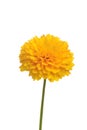 Isolated golden sphere coreopsis flower