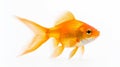 Isolated Goldfish Royalty Free Stock Photo