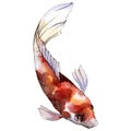 Isolated goldfish illustration element. Watercolor set. Aquarelle elements for background, texture, wrapper pattern.