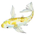 Isolated goldfish illustration element. Watercolor set. Aquarelle elements for background, texture, wrapper pattern.