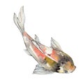 Isolated goldfish illustration element. Watercolor set. Aquarelle elements for background, texture, wrapper pattern.