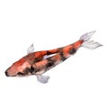 Isolated goldfish illustration element. Watercolor set. Aquarelle elements for background, texture, wrapper pattern.