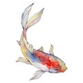 Isolated goldfish illustration element. Watercolor set. Aquarelle elements for background, texture, wrapper pattern.