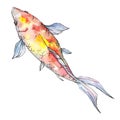 Isolated goldfish illustration element. Watercolor set. Aquarelle elements for background, texture, wrapper pattern.