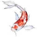 Isolated goldfish illustration element. Watercolor set. Aquarelle elements for background, texture, wrapper pattern.