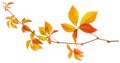 Isolated grape autumn yellow and red leaves on wild vine branch on white background Royalty Free Stock Photo