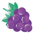 Isolated grapes icon Healthy food Vector