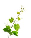 Isolated grapevine branch Royalty Free Stock Photo