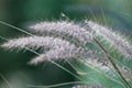 Isolated grass on green background