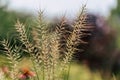 Isolated Grass Stalks With Blurred Background and Free Space for Text - Sunny Autumn Day