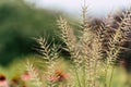 Isolated Grass Stalks With Blurred Background and Free Space for Text - Sunny Autumn Day