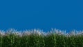 Isolated grassfield on blue screen background