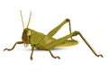 isolated grasshopper on white background.vector design