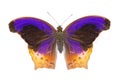 Isolated Great Assyrian (Terinos atlita) butterfly