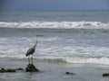 Great Blue Heron Watching the Waves Roll in.