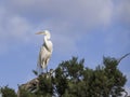 Great Egret Standing in the Top of an Oak Tree Royalty Free Stock Photo