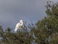 Great Egret Posing in the Treetop Royalty Free Stock Photo