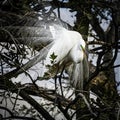 Great Egret Posing in his Breeding Plumes Royalty Free Stock Photo