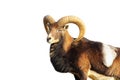 Isolated great mouflon ram