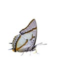 Isolated Great Nawab Butterfly in sucking action on white Royalty Free Stock Photo