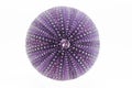 Isolated great skeleton of sea shell violet echinoidea - macro