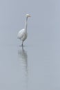 Great white egret ardea alba walking through shallow water Royalty Free Stock Photo