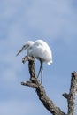Great White Egret Posing in a Textured Treetop Royalty Free Stock Photo