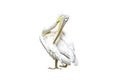 Isolated Great White Pelican Royalty Free Stock Photo