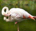 Isolated Greater Flamingo standing with a natural background Royalty Free Stock Photo