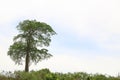 Isolated green big tree have layer branches on blue and white sky have copysapce Royalty Free Stock Photo