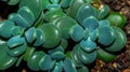 Isolated green blueish succulent plant on dark background. Royalty Free Stock Photo