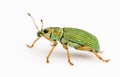 Isolated Green Bug Royalty Free Stock Photo