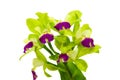Isolated Green cattleya orchid flower Royalty Free Stock Photo