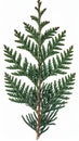 Isolated Green Cedar Branch with Detailed Foliage on White Background Royalty Free Stock Photo
