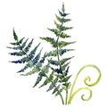Isolated green fern illustration element. Watercolor background illustration set. Green leaf.