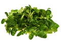 Isolated green field salad Royalty Free Stock Photo