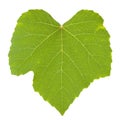 Isolated green grape leaf