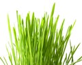 Isolated green grass Royalty Free Stock Photo