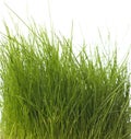 Isolated green grass Royalty Free Stock Photo