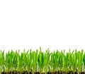 Isolated green grass Royalty Free Stock Photo