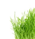 Isolated green grass Royalty Free Stock Photo