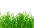 Isolated green grass Royalty Free Stock Photo