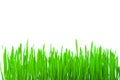 Isolated green grass Royalty Free Stock Photo