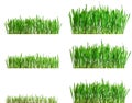Isolated green grass growing different phases