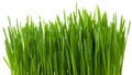 Isolated green grass sprouts on white background Royalty Free Stock Photo