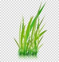 Green grass, vector illustration Royalty Free Stock Photo