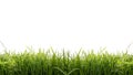 Isolated green grass on a white background Royalty Free Stock Photo