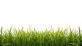Isolated green grass on a white background Royalty Free Stock Photo